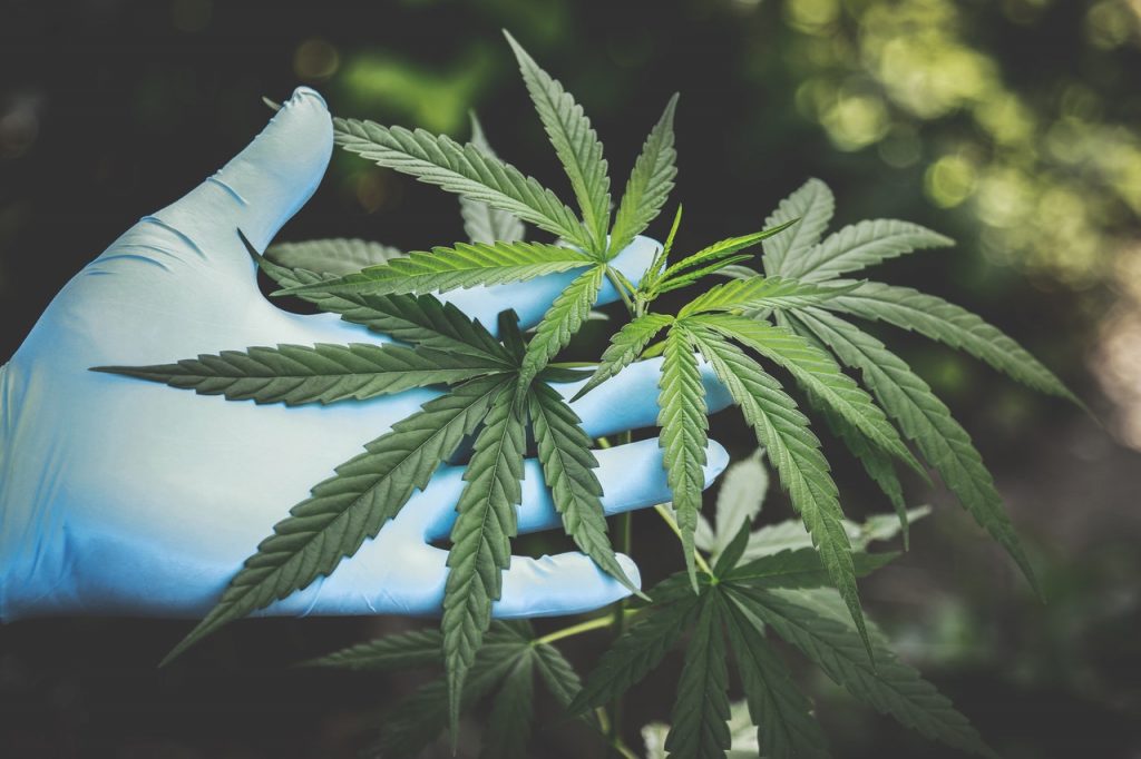 Positive Impact of CBD Oil
