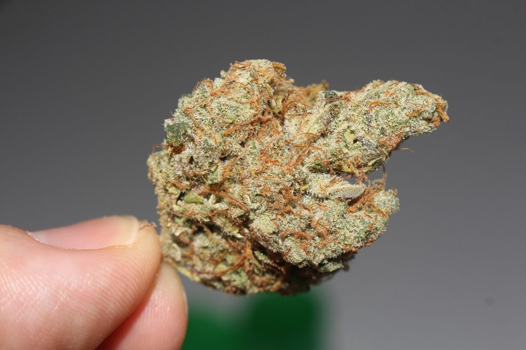 Facts to Know About the Suitability of CBD for Pet Seizures
