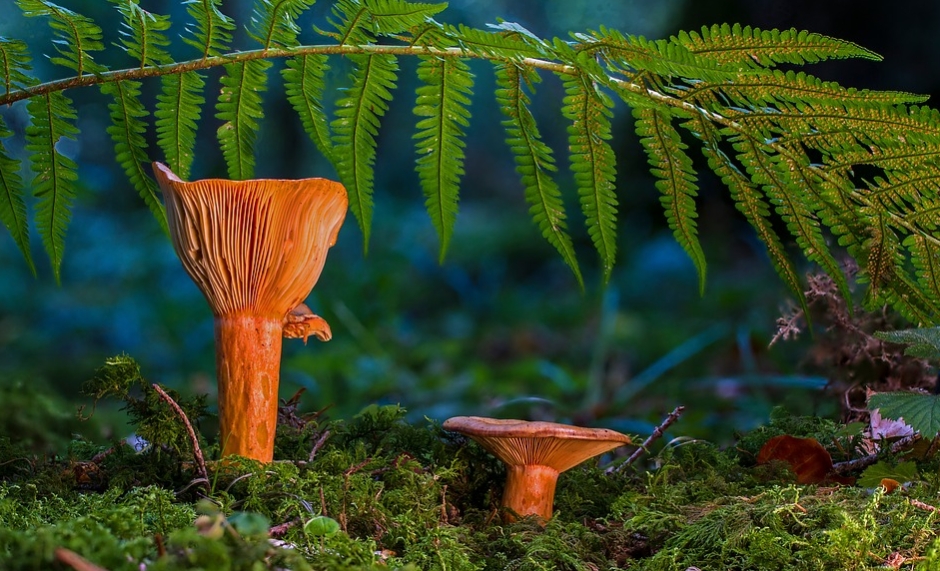 Reasons to Purchase Magic Mushrooms Online